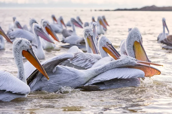 Pelikans in Kerkini Lake in northern Greece — Stock Photo, Image