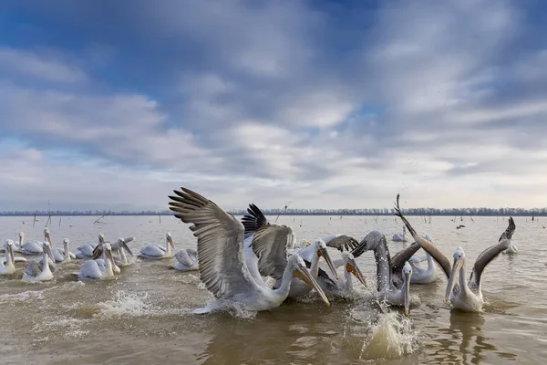 Pelikans à Kerkini Lake dans le nord de la Grèce — Photo