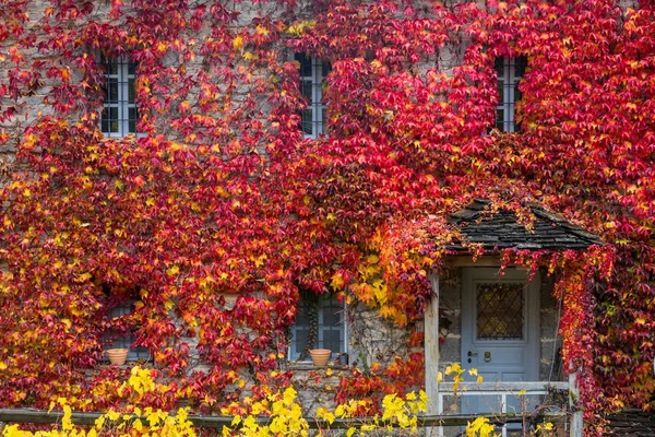 Fall red leafs climb a multi stored building fasade, omitting wi — Stock Photo, Image