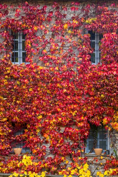 Fall red leafs climb a multi stored building fasade, omitting wi — Stock Photo, Image