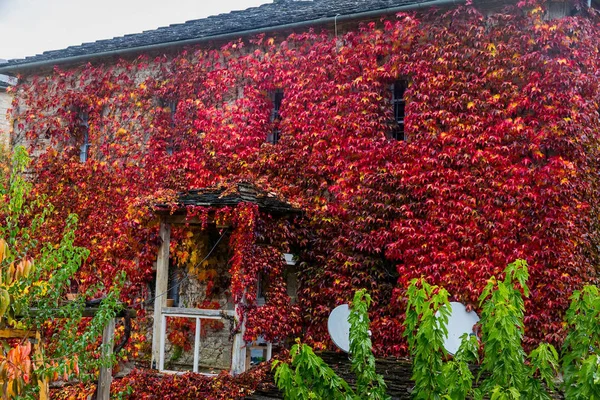 Fall red leafs climb a multi stored building fasade, omitting wi — Stock Photo, Image