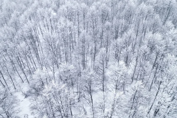 在希腊北部 地区的降雪期间 冬季的森林鸟瞰 从上面捕获的无人驾驶飞机 — 图库照片