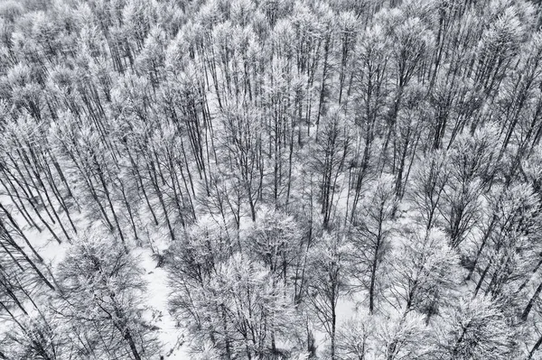 在希腊北部 地区的降雪期间 冬季的森林鸟瞰 从上面捕获的无人驾驶飞机 — 图库照片