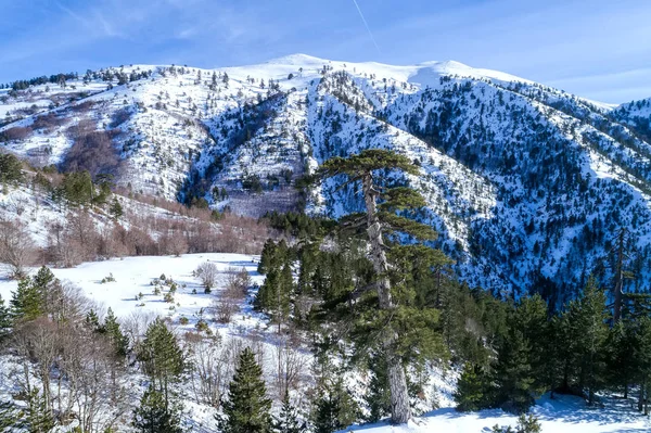 Зимовий Пейзаж Пінд Гірський Хребет Греція — стокове фото