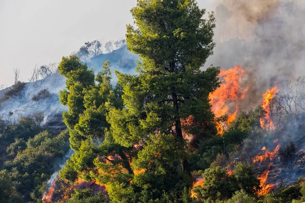 希腊 Chalkidiki 卡珊卓松树林火灾 — 图库照片
