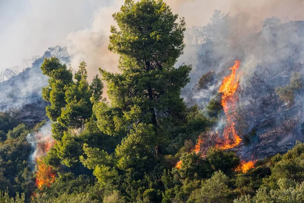 Fuego en un bosque de pinos en Kassandra, Chalkidiki, Grecia —  Fotos de Stock