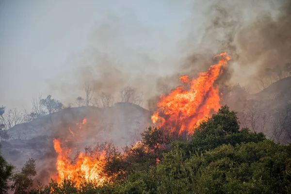 Fire in a pine forest in Kassandra, Chalkidiki, Greece — Stock Photo, Image