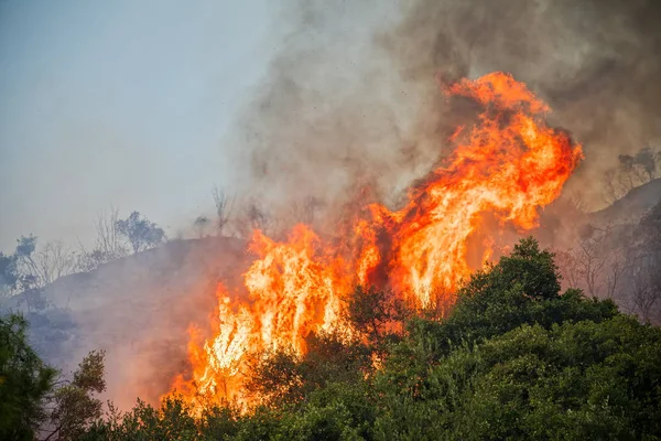 Kassandra, Chalkidiki, 그리스에에서 소나무 숲에서 화재 — 스톡 사진