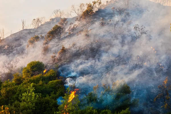 Superficie quemada de la tierra después de un incendio forestal — Foto de Stock