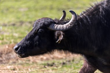 Kuzey Yunanistan Strymon Nehri'nde otlatma Buffalo.