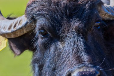 Kuzey Yunanistan Strymon Nehri'nde otlatma Buffalo.