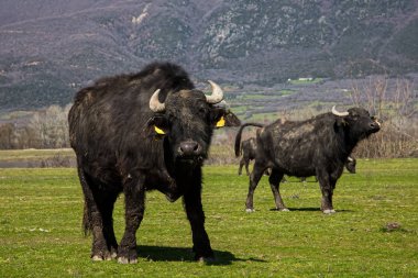 Kuzey Yunanistan Strymon Nehri'nde otlatma Buffalo.