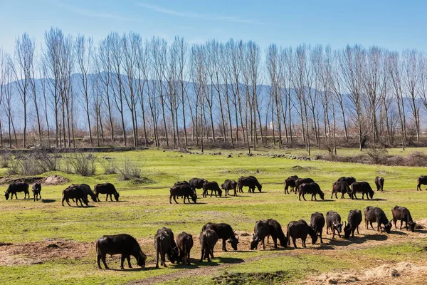 Buffalo al pascolo vicino al fiume Strymon nel nord della Grecia . — Foto Stock