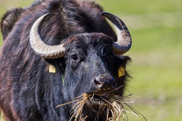 Buffalo grazing next to the river Strymon in Northern Greece. — Stock Photo, Image