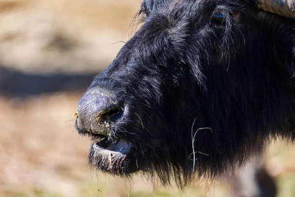 Kuzey Yunanistan Strymon Nehri'nde otlatma Buffalo. — Stok fotoğraf