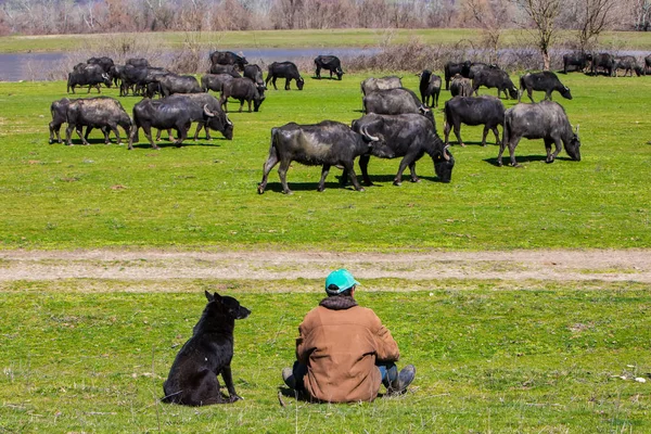 Buffalo pastando ao lado do rio Strymon no norte da Grécia . — Fotografia de Stock