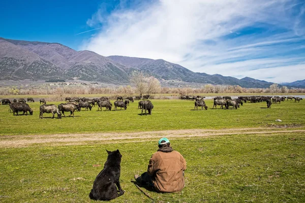 Buffalo pastando junto al río Strymon en el norte de Grecia . — Foto de Stock