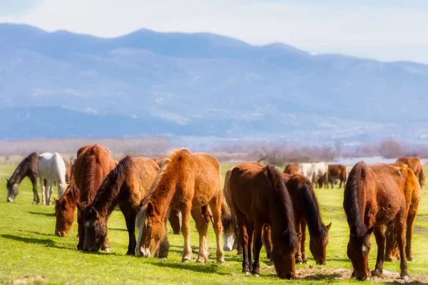 Horses grazing next to the river Strymon in Northern Greece. — Stock Photo, Image