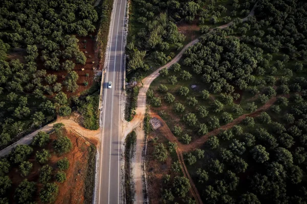 Flygfoto Över Olivträd Ett Fält Messinia Grekland — Stockfoto