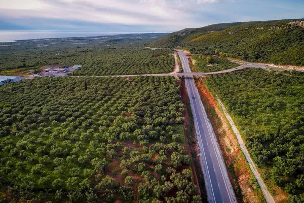 Letecký Pohled Olivy Stromů Oblasti Messinia Řecko — Stock fotografie