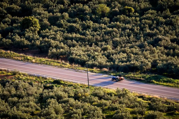 Messinia Yunanistan Bir Alandaki Zeytin Ağaçlarının Havadan Görünümü — Stok fotoğraf