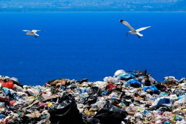 Martılar gıda için atma ile atık site 
