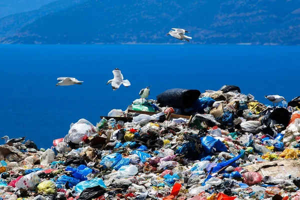 垃圾处理场所与海鸥清除食物 — 图库照片