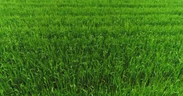 Vue aérienne sur les champs agricoles