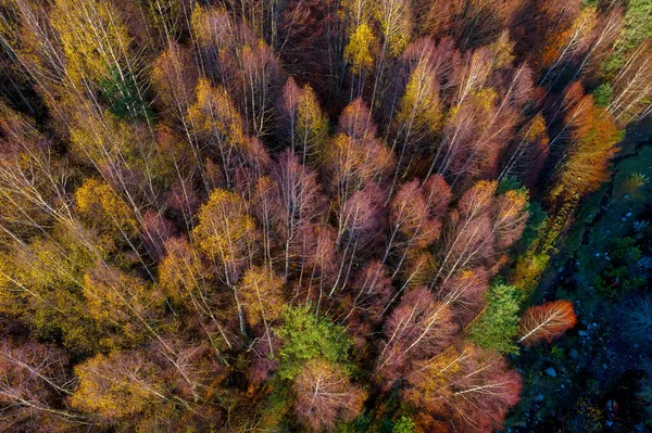 Flygfoto över höstskogen. Fantastiskt landskap, träd med re — Stockfoto