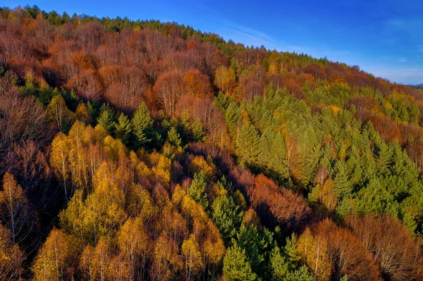 Вид с воздуха на осенний лес. Amazing landscape, trees with re — стоковое фото