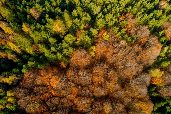 Flygfoto över höstskogen. Fantastiskt landskap, träd med re — Stockfoto