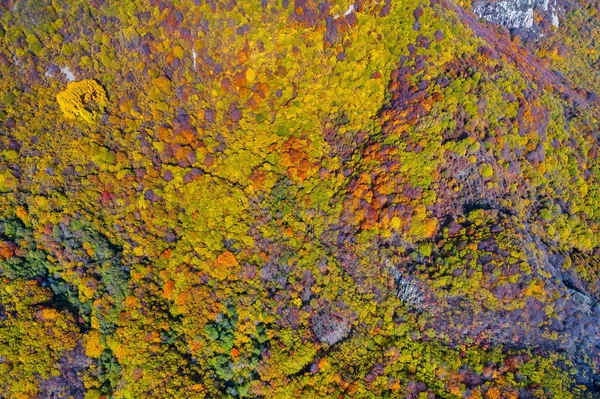 Вид з повітря на осінній ліс. Дивовижний краєвид, дерева з re — стокове фото