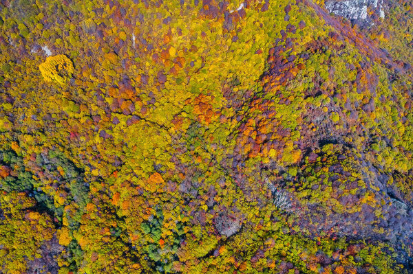 Вид с воздуха на осенний лес. Amazing landscape, trees with re
