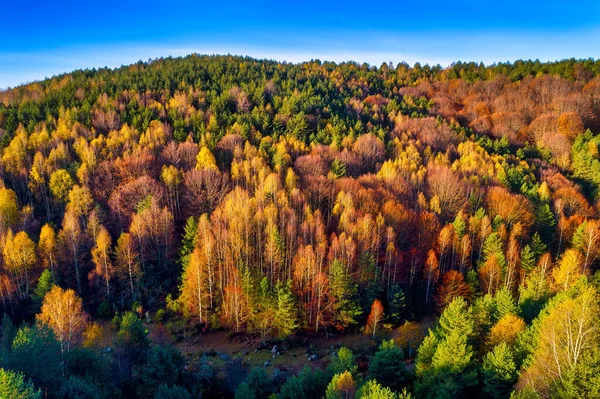 Widok z lotu ptaka na jesienny las. Niesamowity krajobraz, drzewa z re — Zdjęcie stockowe