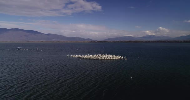 Маленький Острів Багатьма Птахами Озері Керкіні Північній Греції Багато Птахів — стокове відео