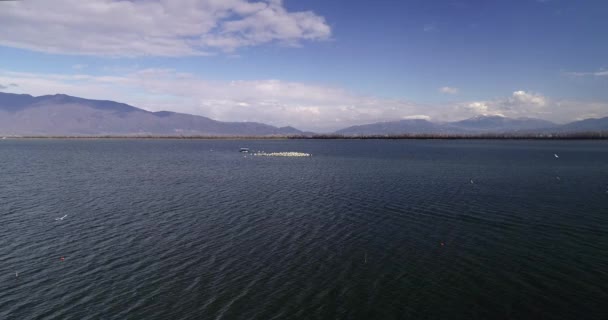 Небольшой Остров Большим Количеством Птиц Озере Керкини Северной Греции Многие — стоковое видео