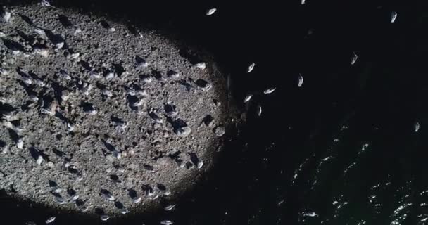 Een Klein Eiland Met Veel Vogels Het Meer Kerkini Noord — Stockvideo