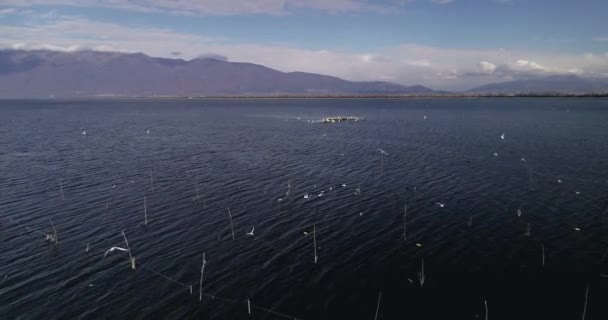 une petite île avec de nombreux oiseaux sur le lac Kerkini dans le nord de la Grèce. de nombreux oiseaux trouvent refuge dans le lac 