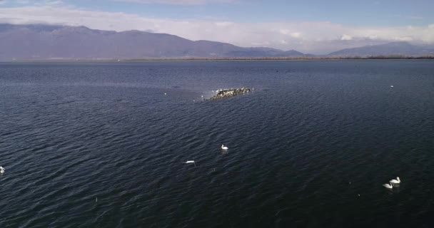 Uma Pequena Ilha Com Muitas Aves Lago Kerkini Norte Grécia — Vídeo de Stock