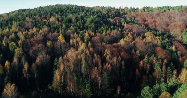 Вид Повітря Осінній Ліс Дивовижний Краєвид Дерева Червоним Оранжевим Листям — стокове відео