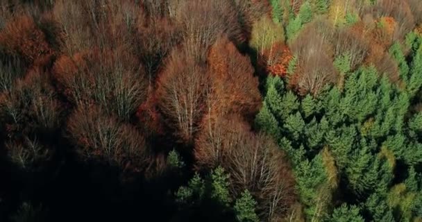 Aerial View Autumn Forest Amazing Landscape Trees Red Orange Leaves — Stock Video