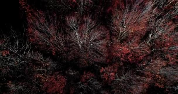 Sonbahar Ormanının Havadan Görünüşü Nanılmaz Manzara Gün Içinde Kırmızı Turuncu — Stok video