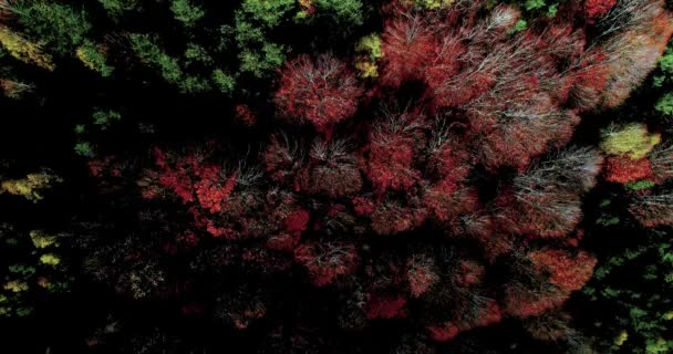 Luchtfoto Van Het Herfstbos Verbazingwekkend Landschap Bomen Met Rode Oranje — Stockvideo