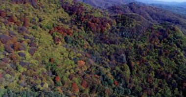 Sonbahar ormanının havadan görünüşü. İnanılmaz manzara, gün içinde kırmızı ve turuncu yapraklı ağaçlar, Ulusal Park Livaditis Xanthi, Yunanistan