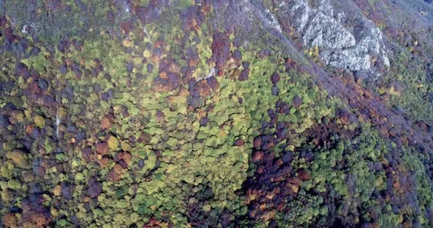 Vista Aérea Del Bosque Otoño Increíble Paisaje Árboles Con Hojas — Vídeo de stock