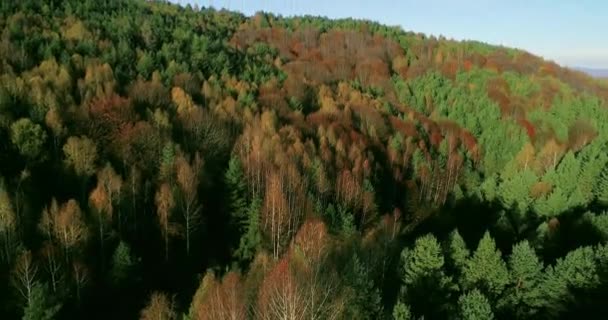 Sonbahar Ormanının Havadan Görünüşü Nanılmaz Manzara Gün Içinde Kırmızı Turuncu — Stok video