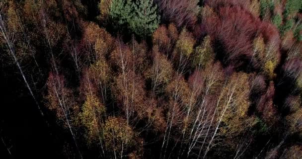 秋の森の空中風景 素晴らしい景色 赤とオレンジの葉を持つ木 国立公園Livaditis Xanthi ギリシャ — ストック動画