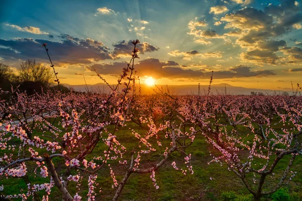 Aerial View Orchard Bloomed Peach Trees Sunset Spring Plain Veria — Stock Photo, Image