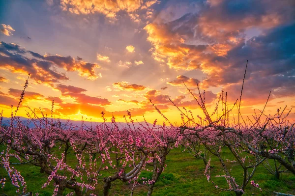 Aerial View Orchard Bloomed Peach Trees Sunset Spring Plain Veria — Stock Photo, Image