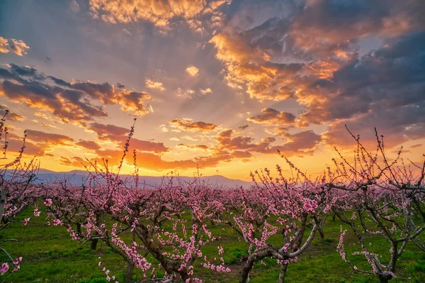 Luftaufnahme Des Obstgartens Blühender Pfirsichbäume Bei Sonnenuntergang Frühling Der Ebene — Stockfoto